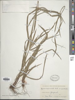 Image of Cyperus mapanioides