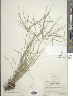 Image of Cyperus tenerrimus