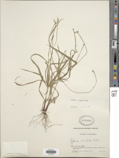 Image of Cyperus simplex