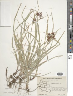 Image of Cyperus rotundus