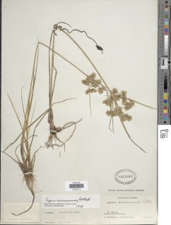 Image of Cyperus surinamensis