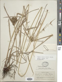 Image of Cyperus mutisii