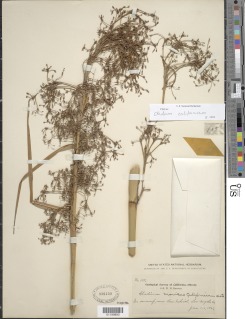 Cladium californicum image