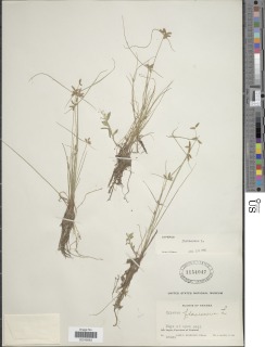 Image of Cyperus flavescens