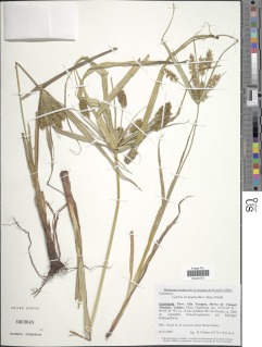Image of Cyperus hermaphroditus