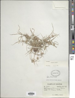 Cyperus humilis image