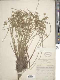 Image of Cyperus haspan