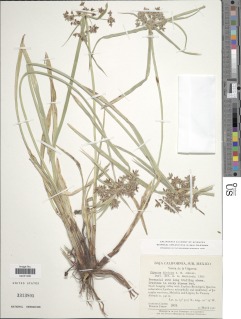 Cyperus dioicus image