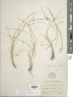 Cyperus brevifolius image