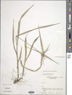 Rhynchospora watsonii image