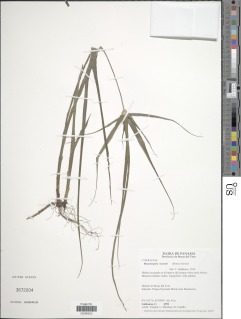 Rhynchospora watsonii image