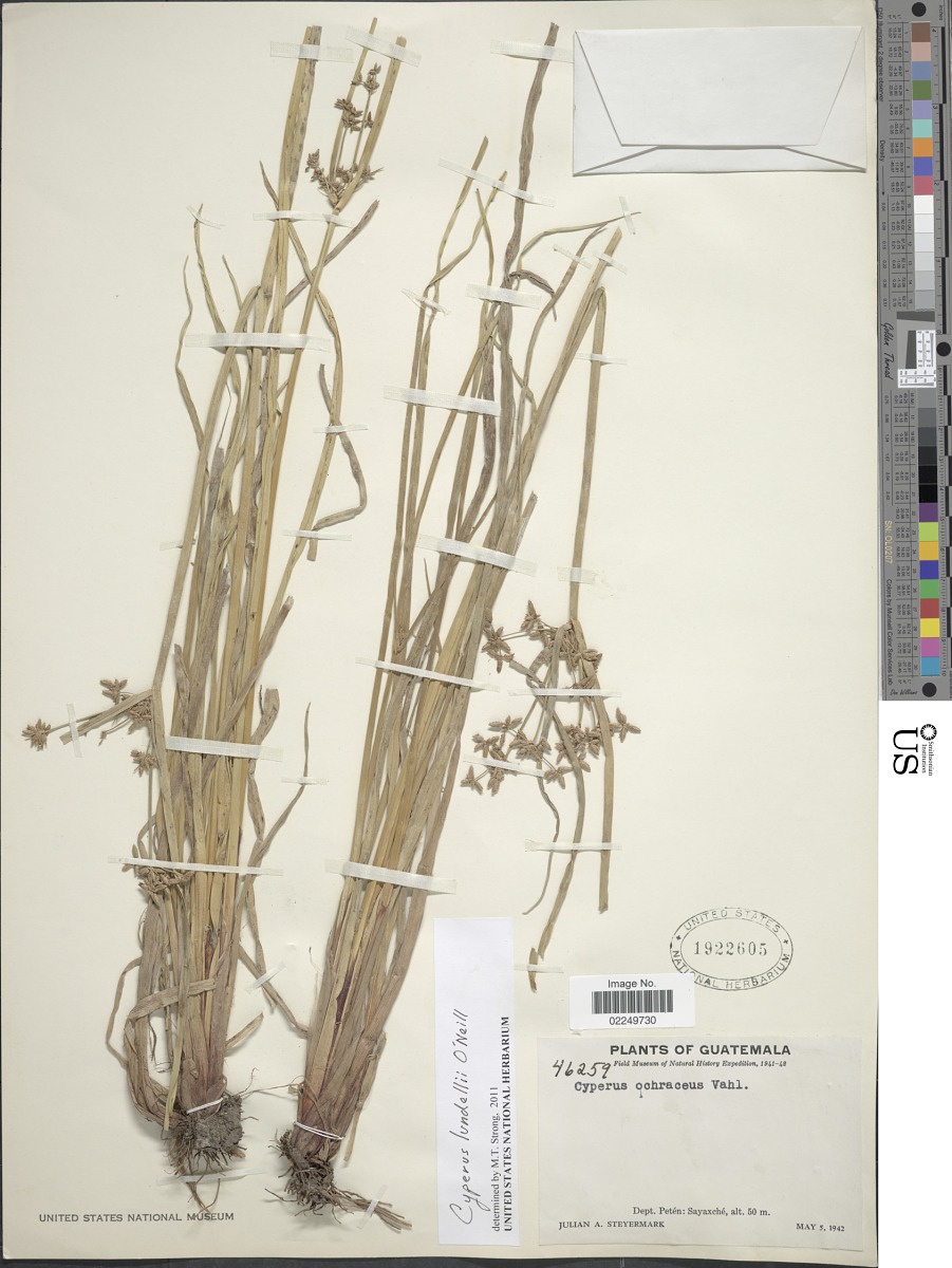 Cyperus lundellii image