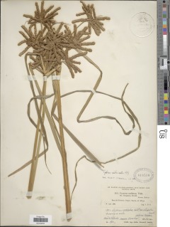 Image of Cyperus imbricatus