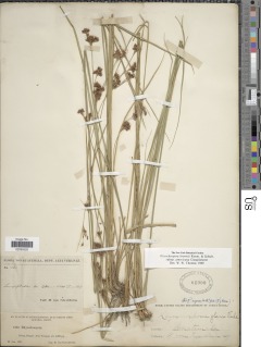 Rhynchospora rugosa subsp. americana image