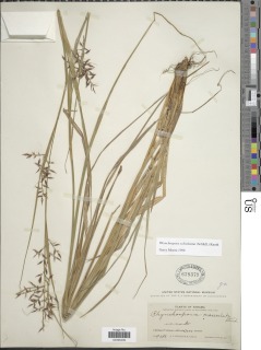 Image of Rhynchospora schiedeana