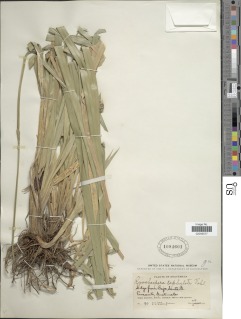 Rhynchospora cephalotes image