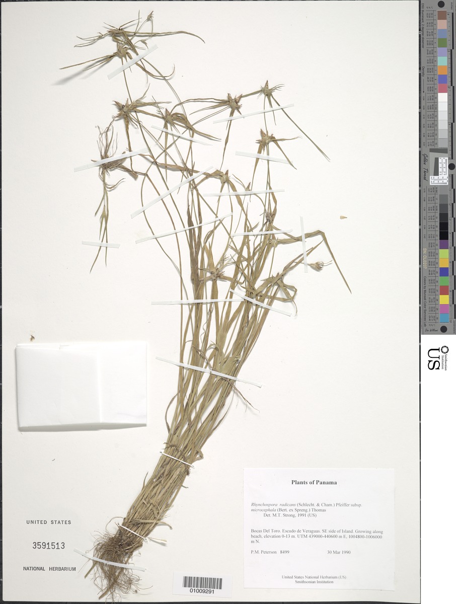 Rhynchospora radicans subsp. microcephala image