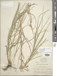 Image of Rhynchospora polyphylla