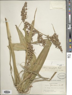 Scleria macrophylla image