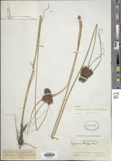 Cyperus manimae var. asperrimus image