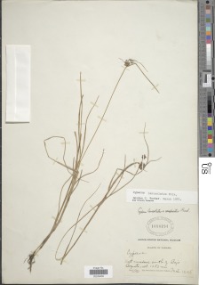 Image of Cyperus lanceolatus