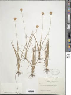 Rhynchospora armerioides image