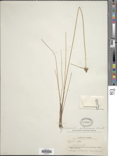 Image of Cyperus sellowianus