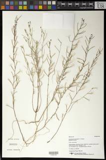Camissonia lacustris image