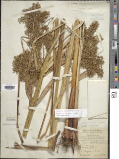 Image of Cyperus digitatus