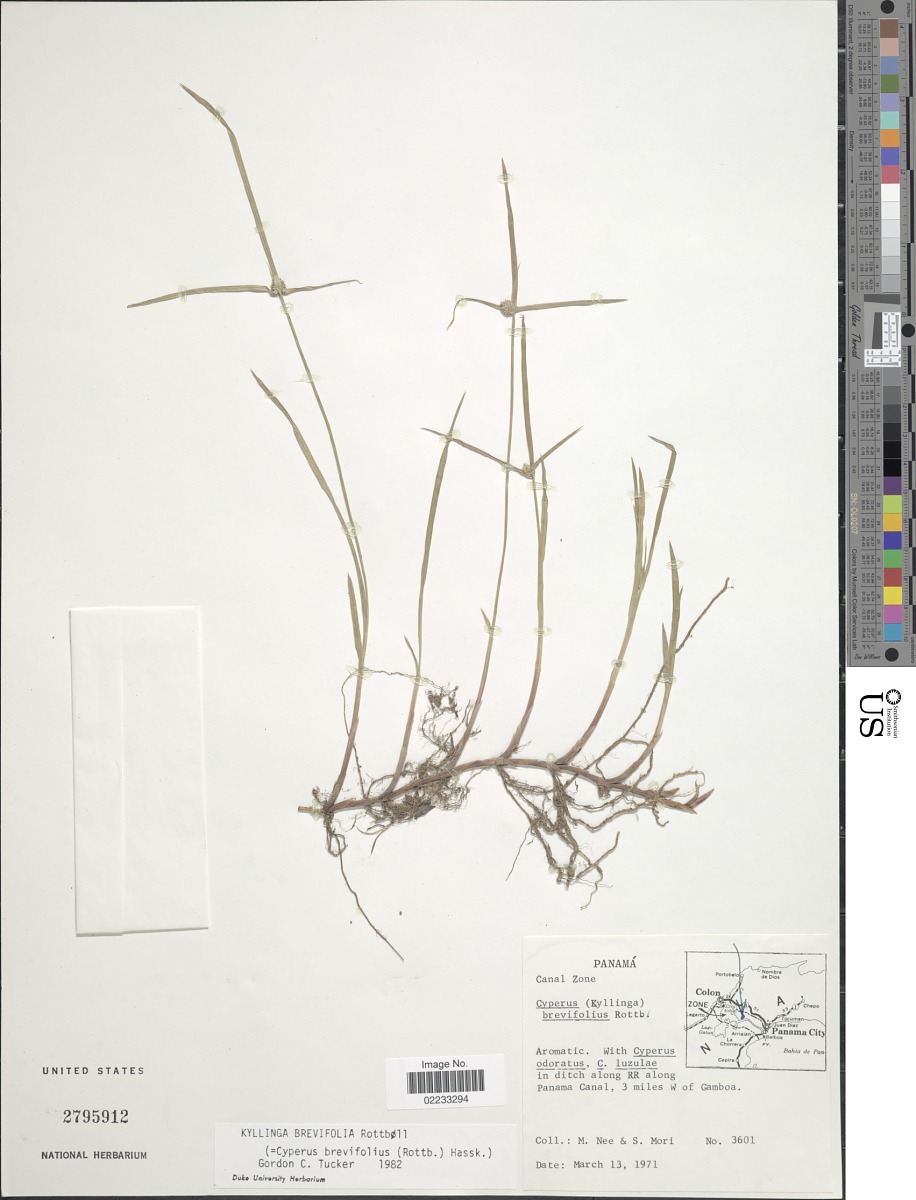 Cyperus brevifolius image