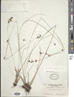 Rhynchospora californica image
