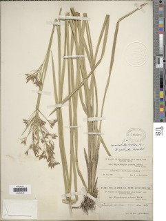 Image of Rhynchospora robusta