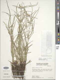 Cyperus luzulae image