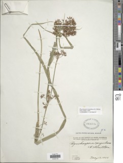 Rhynchospora organensis image