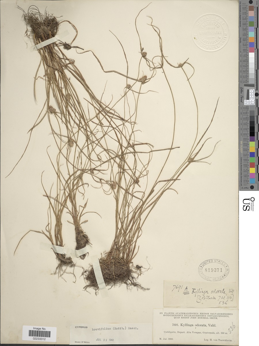 Cyperus sesquiflorus subsp. sesquiflorus image