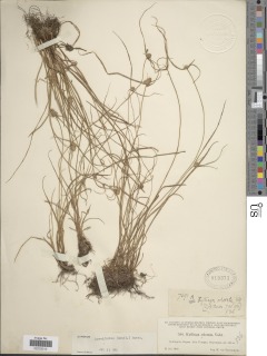 Cyperus sesquiflorus image