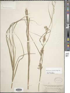 Rhynchospora polyphylla image