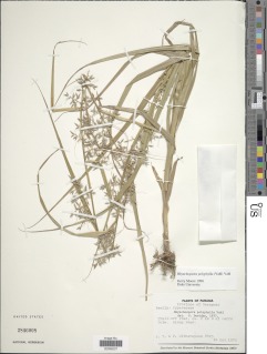 Rhynchospora polyphylla image