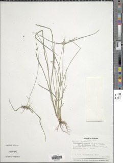 Image of Rhynchospora radicans
