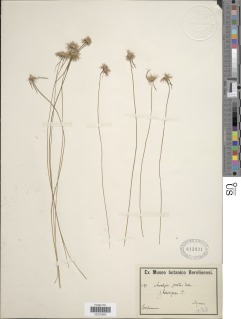 Image of Ascolepis protea