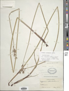 Image of Cyperus articulatus