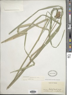 Rhynchospora cephalotes image