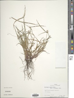 Image of Cyperus hortensis