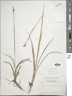 Rhynchospora robusta image