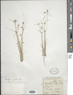 Ascolepis protea image