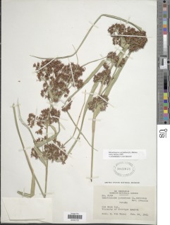 Rhynchospora corymbosa image
