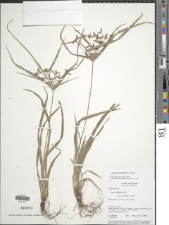 Image of Cyperus chorisanthus