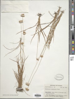 Rhynchospora armerioides image
