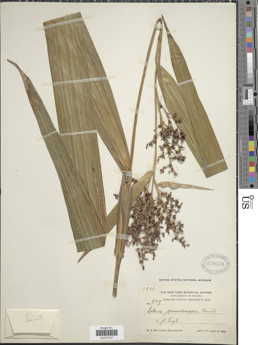 Scleria latifolia image