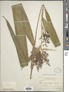 Scleria latifolia image